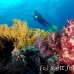 coral_soft_ni_h_0705_png1646.jpg
